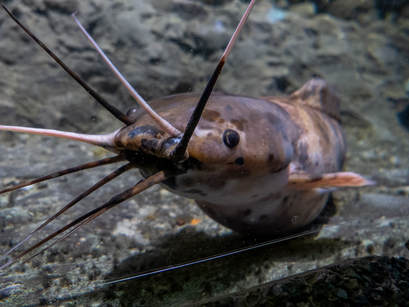 Walking catfish / Clarias batrachus