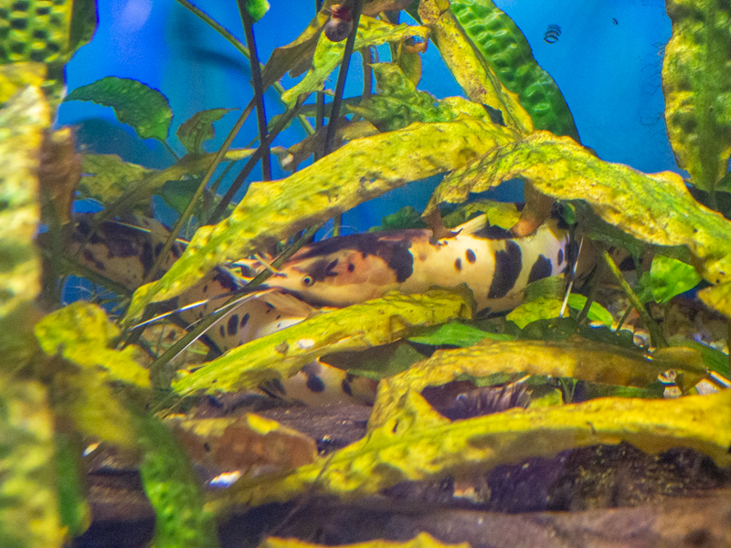 Walking catfish (Clarias batrachus)