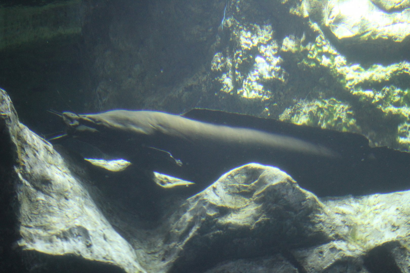Walking catfish (Clarias sp.)