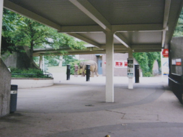 Walking Elephant London Zoo 1990.