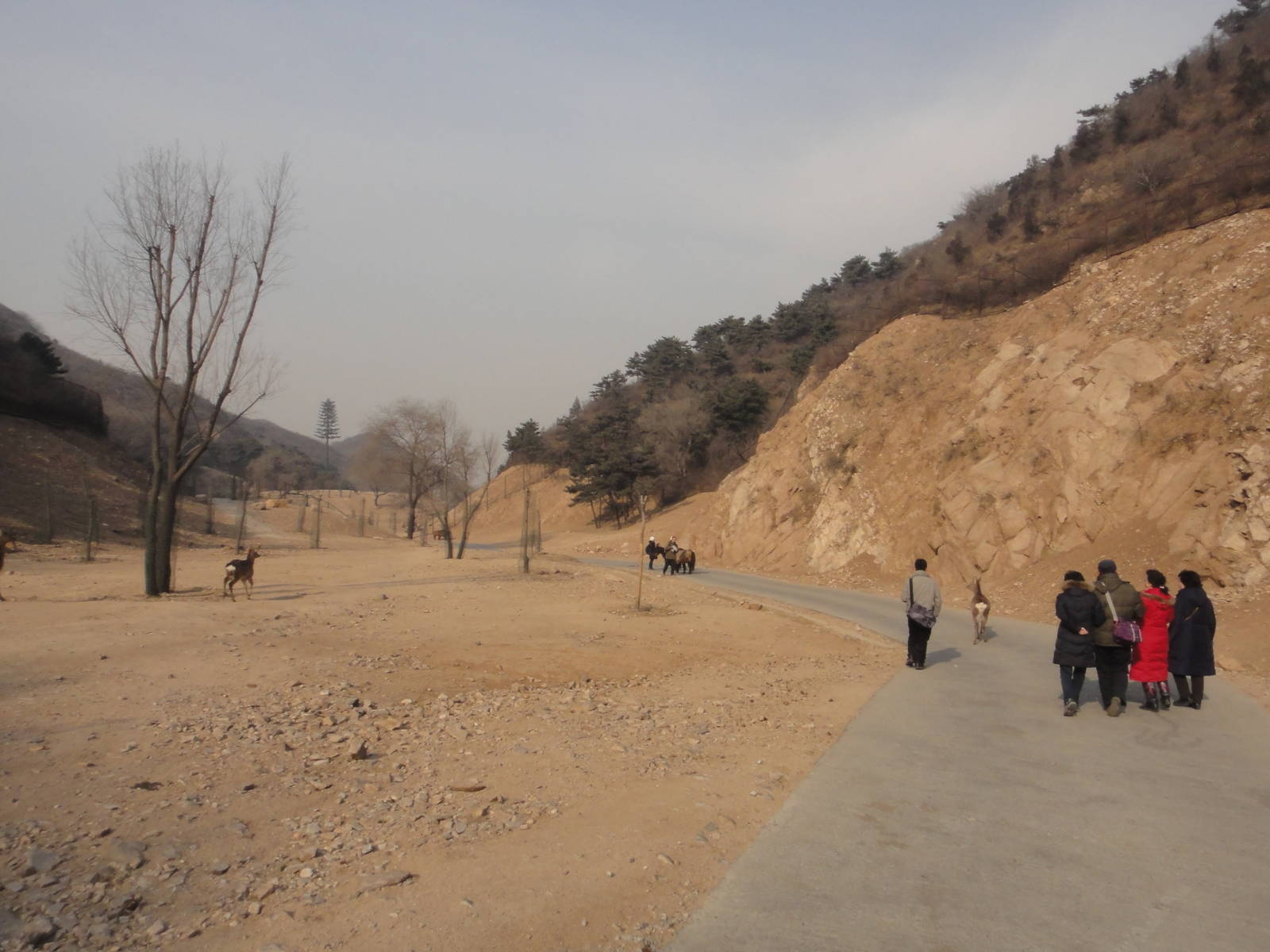 Walking in the herbivore area