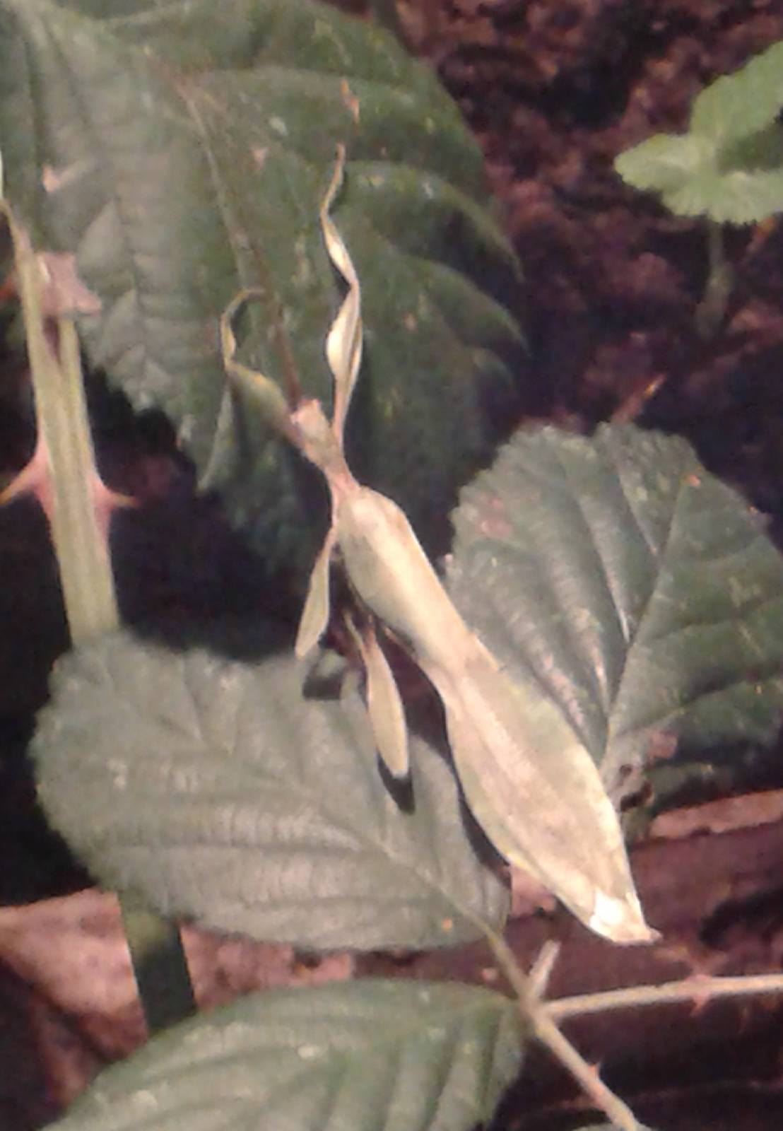 walking leaf Phyllium siccifolium