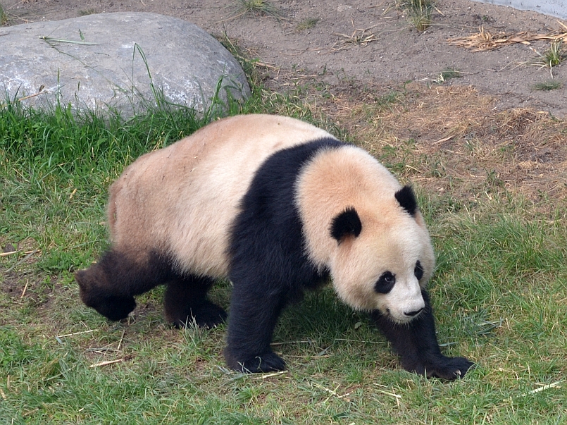 Walking panda