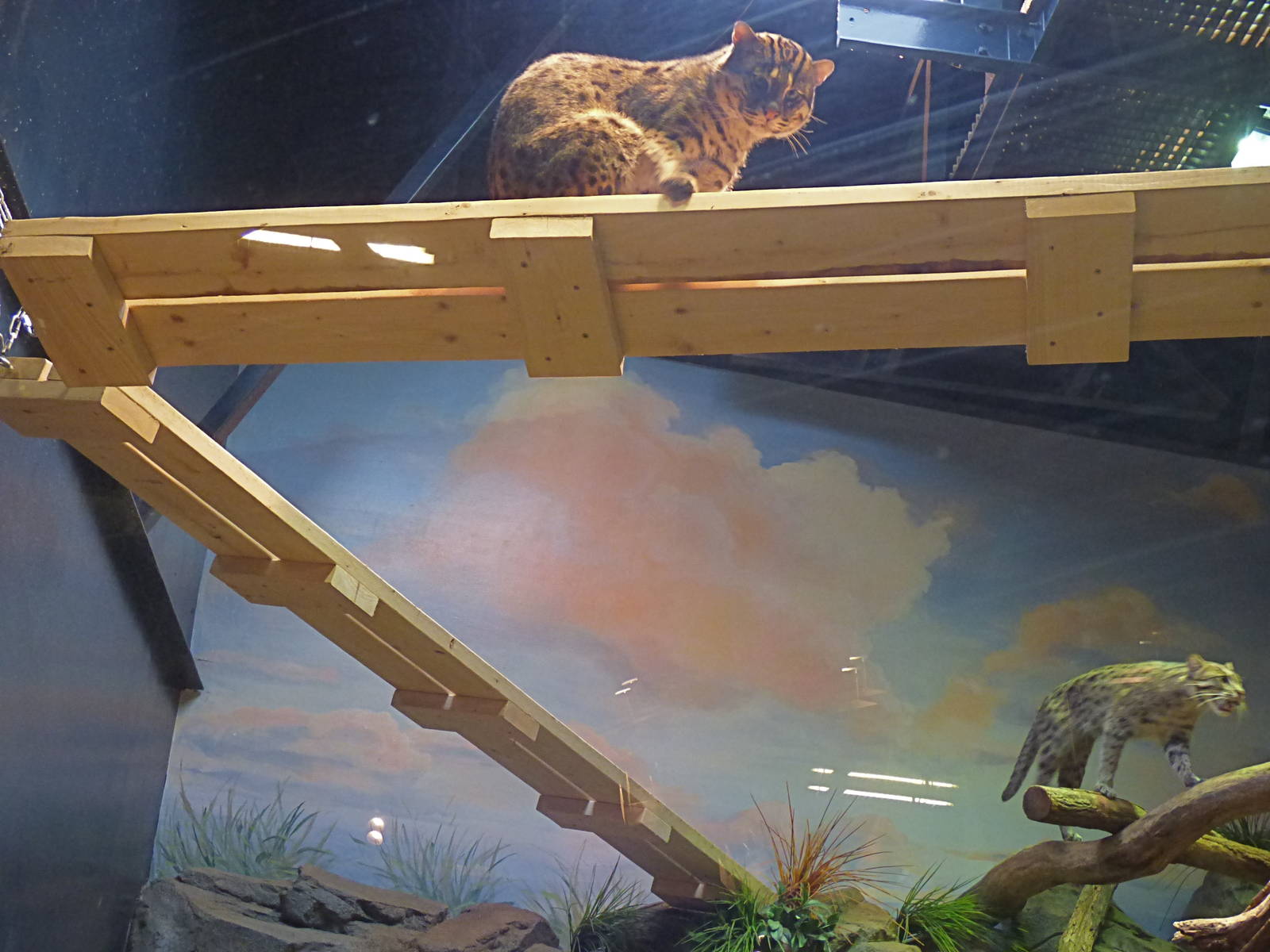 Walking Platform - Fishing Cat Exhibit