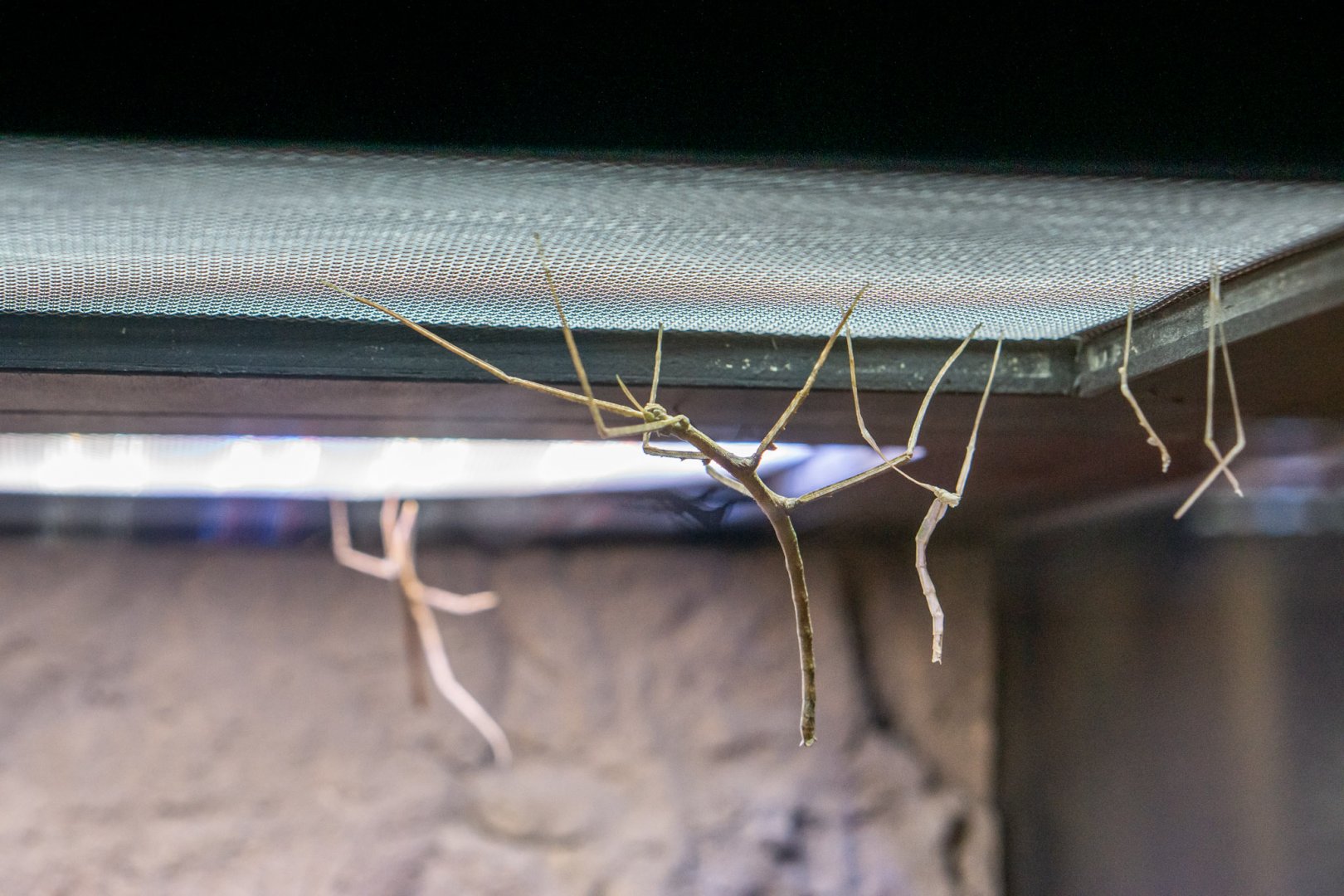 Walking stick insect (Baculum extradentatum)