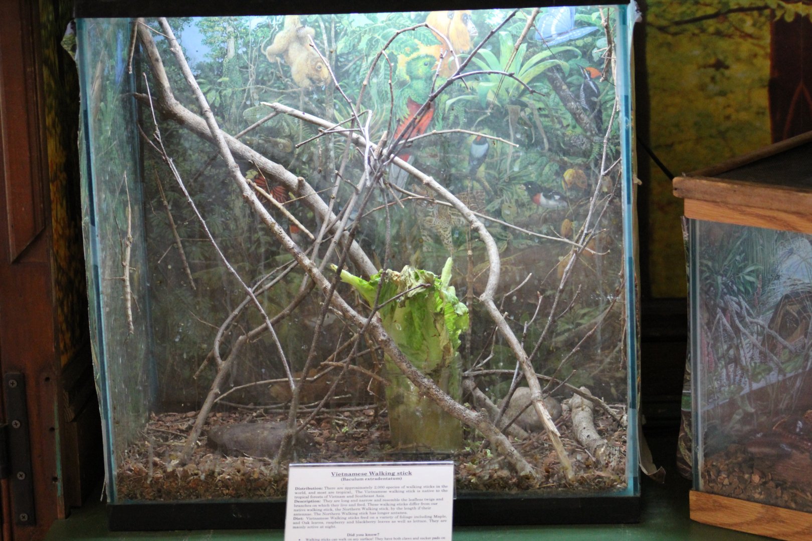 Walking Stick Terrarium