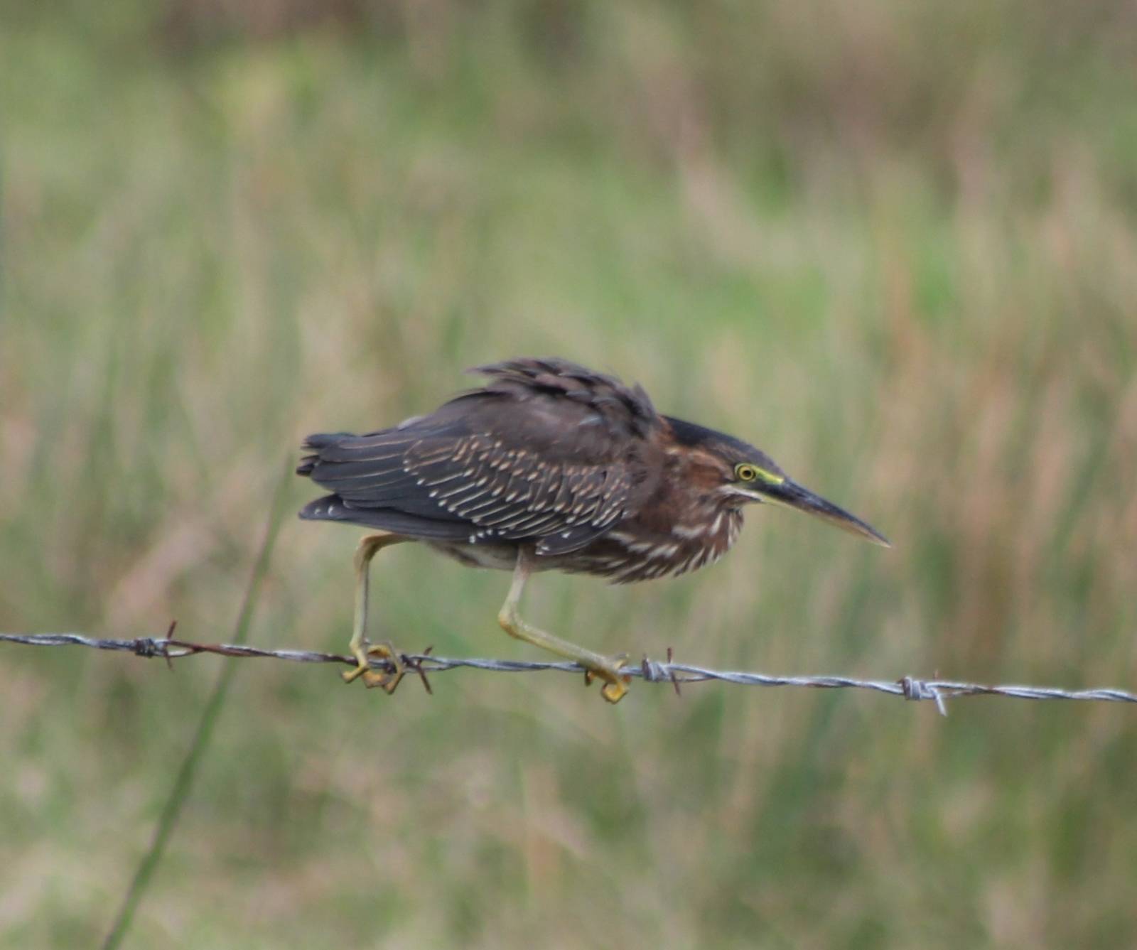 Walking the line.....