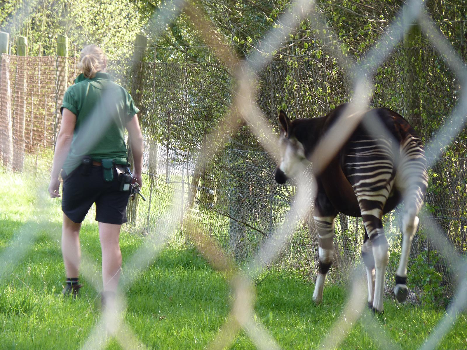 Walking the Okapi