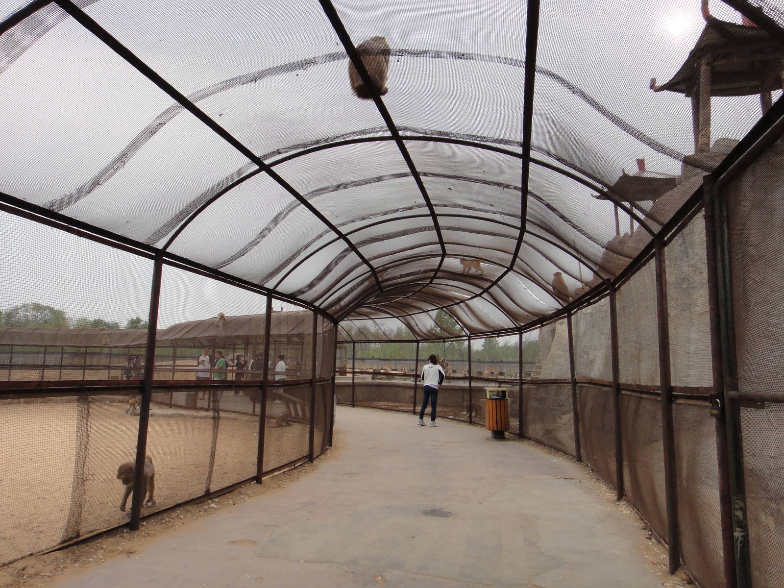 Walking through the macaque exhibit