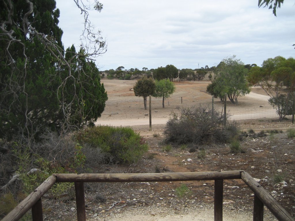 Walking trail view of the black rhinos.