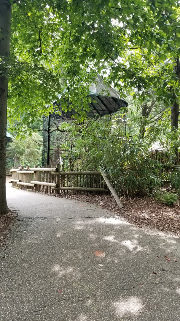 Walking up to ringtail lemur exhibit