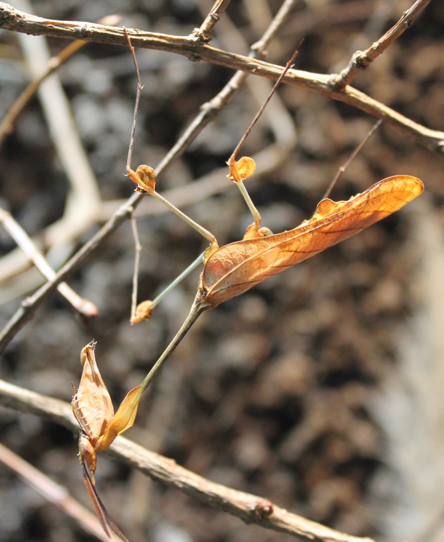 Walking violin mantis