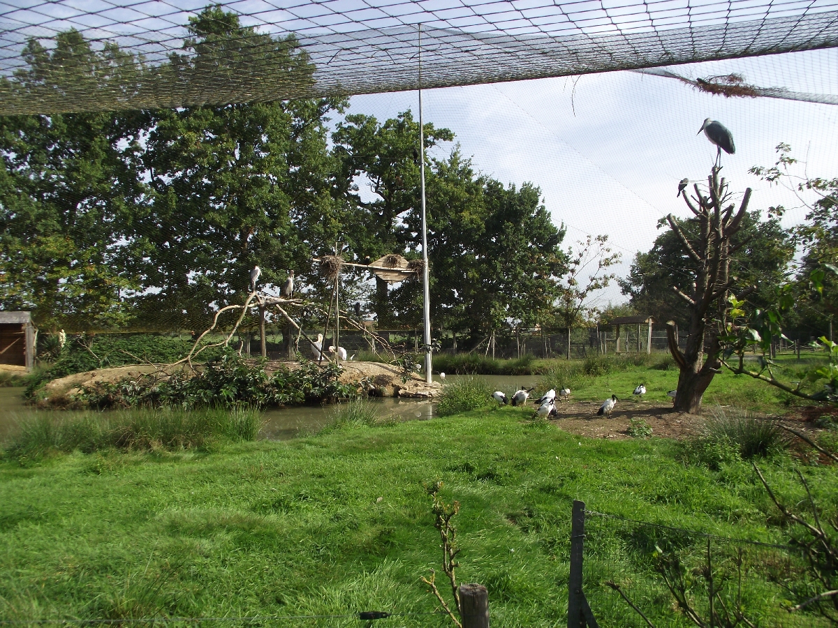 Walkthrough African Aviary #1