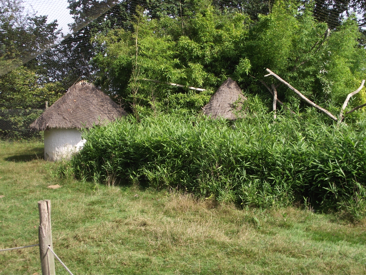 Walkthrough African Aviary #2