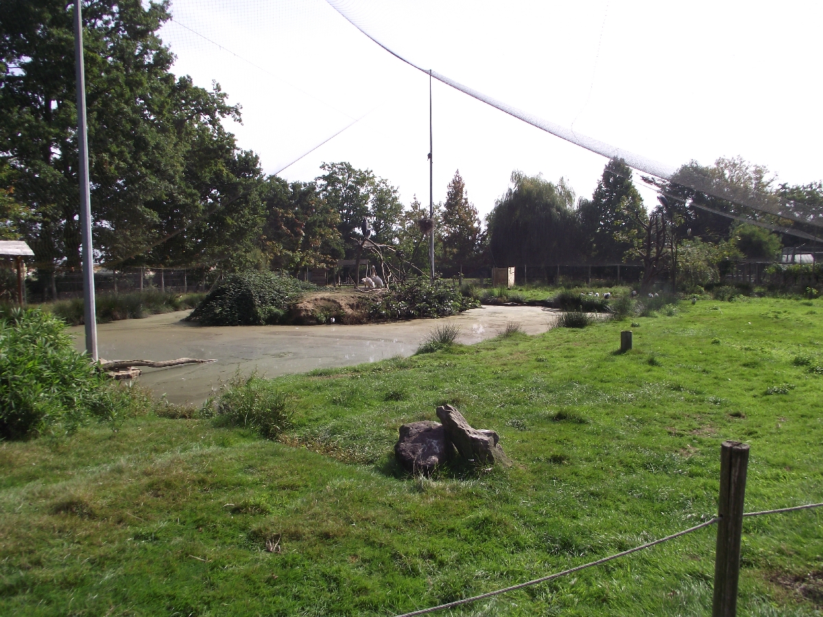 Walkthrough African Aviary #3