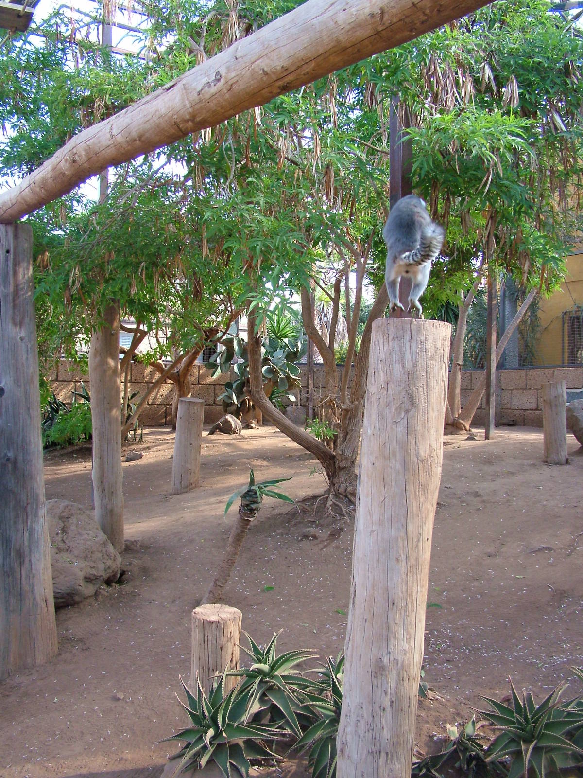 Walkthrough at Monkey Park, 09/11/10