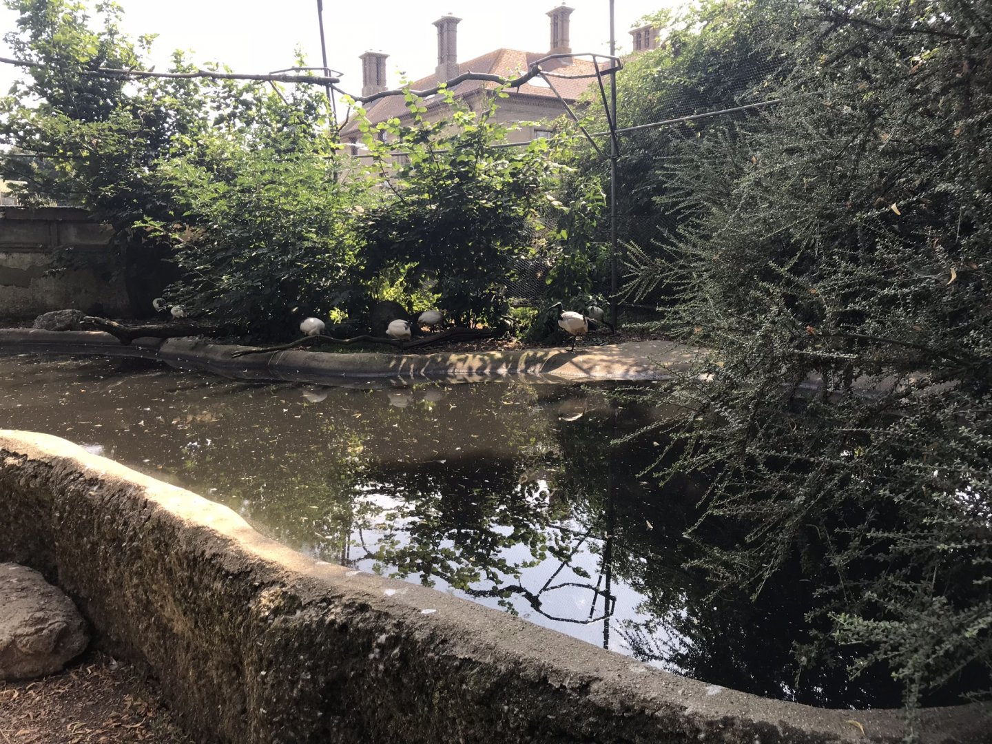 Walkthrough aviary 070818