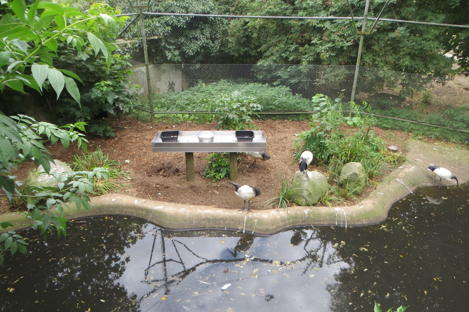 Walkthrough aviary 070819