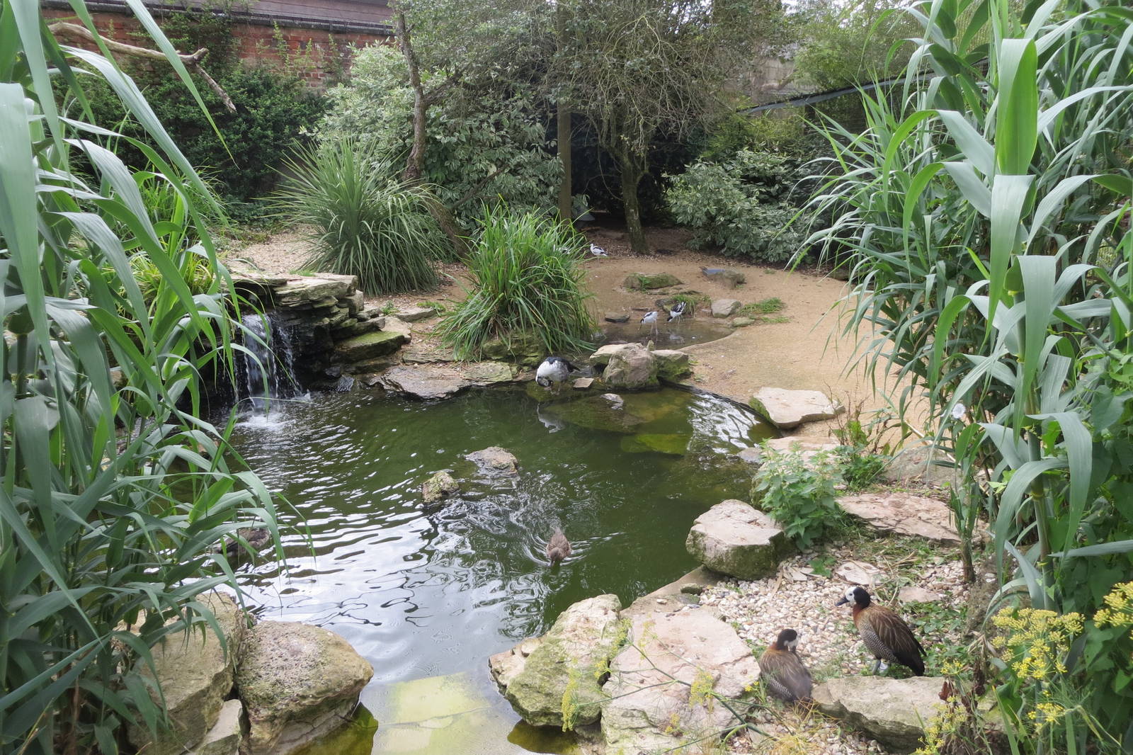 Walkthrough aviary 08/14