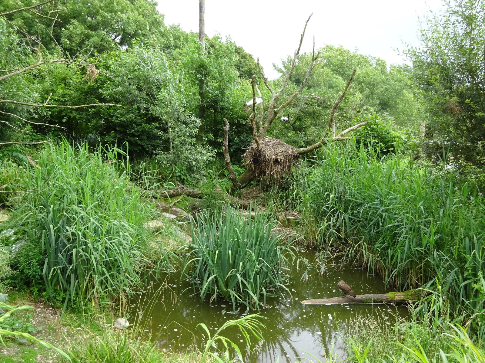 Walkthrough Aviary 090716
