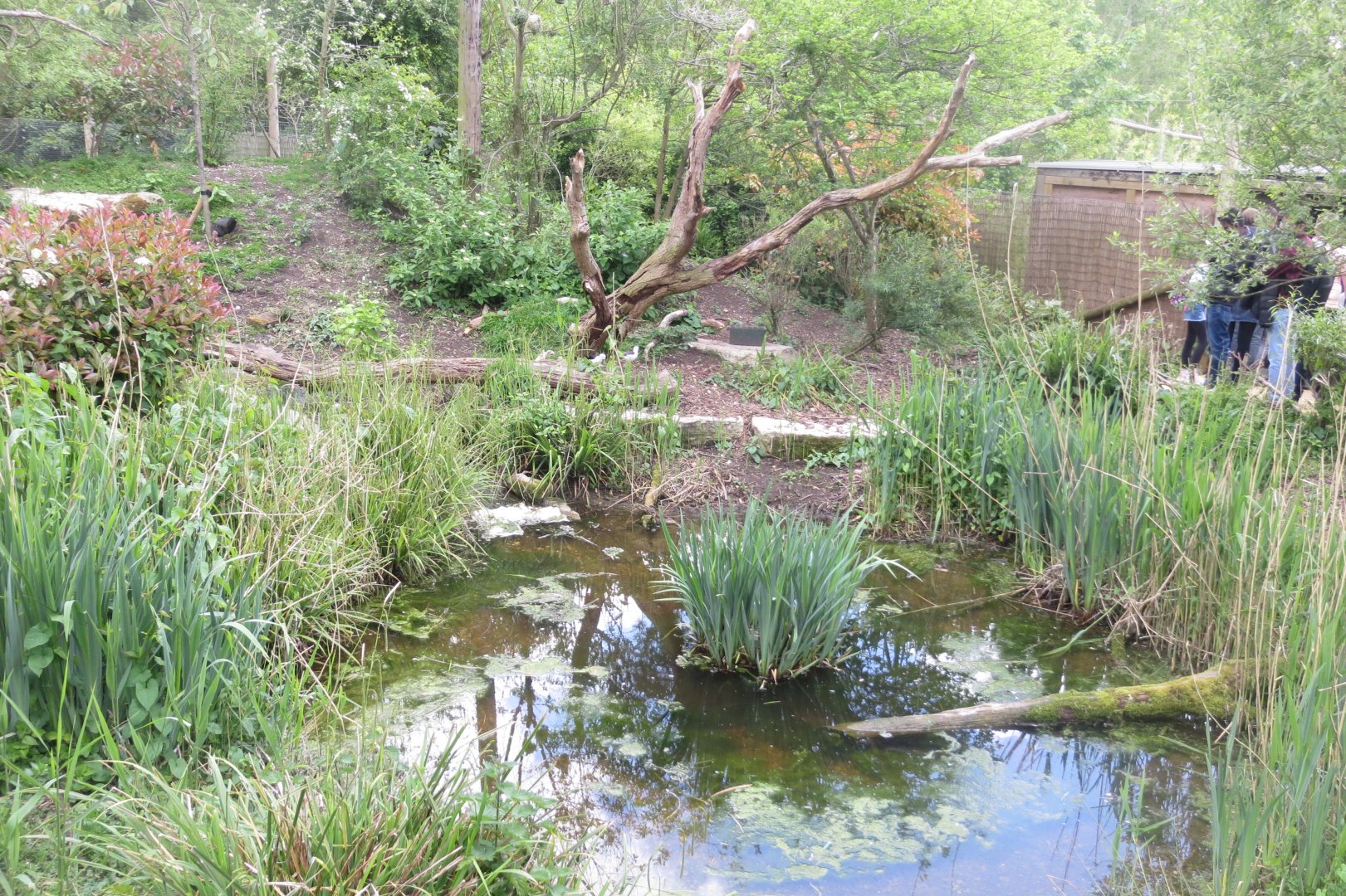 Walkthrough aviary 110519