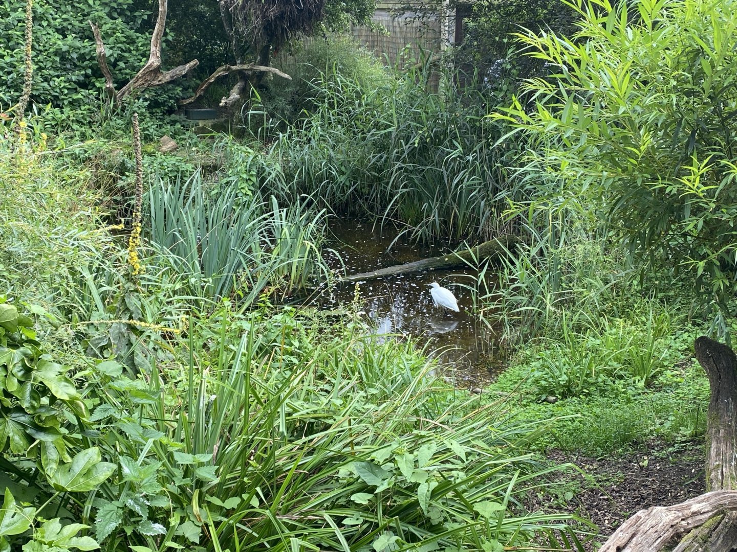 Walkthrough aviary 120821