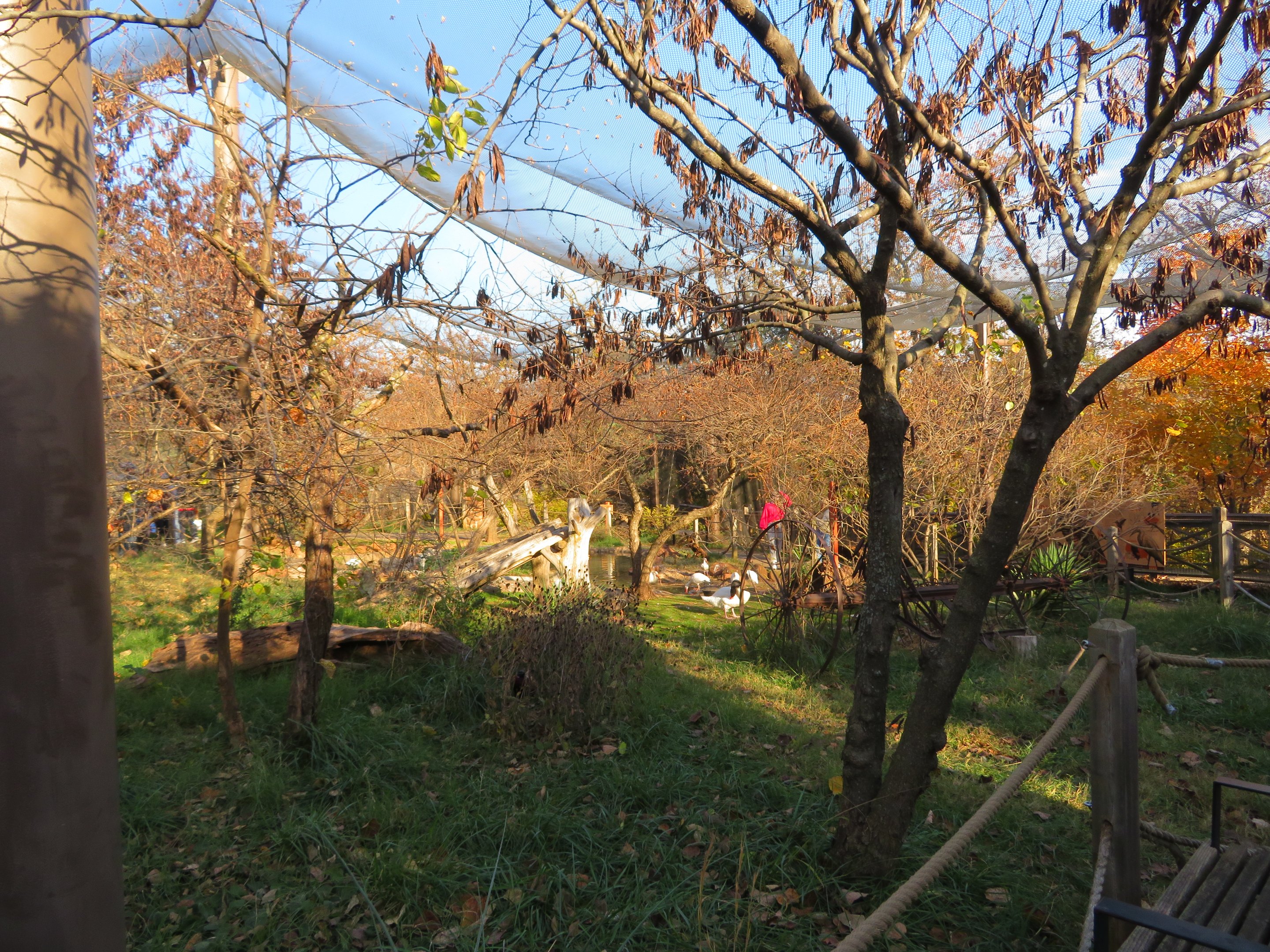 Walkthrough Aviary (17 spp)