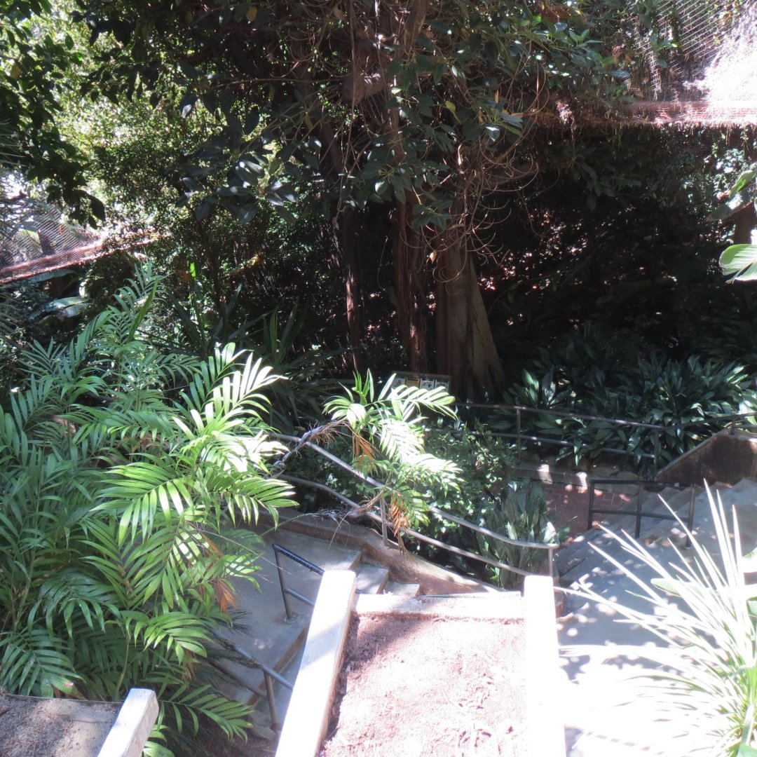 Walkthrough Aviary - 3 Species