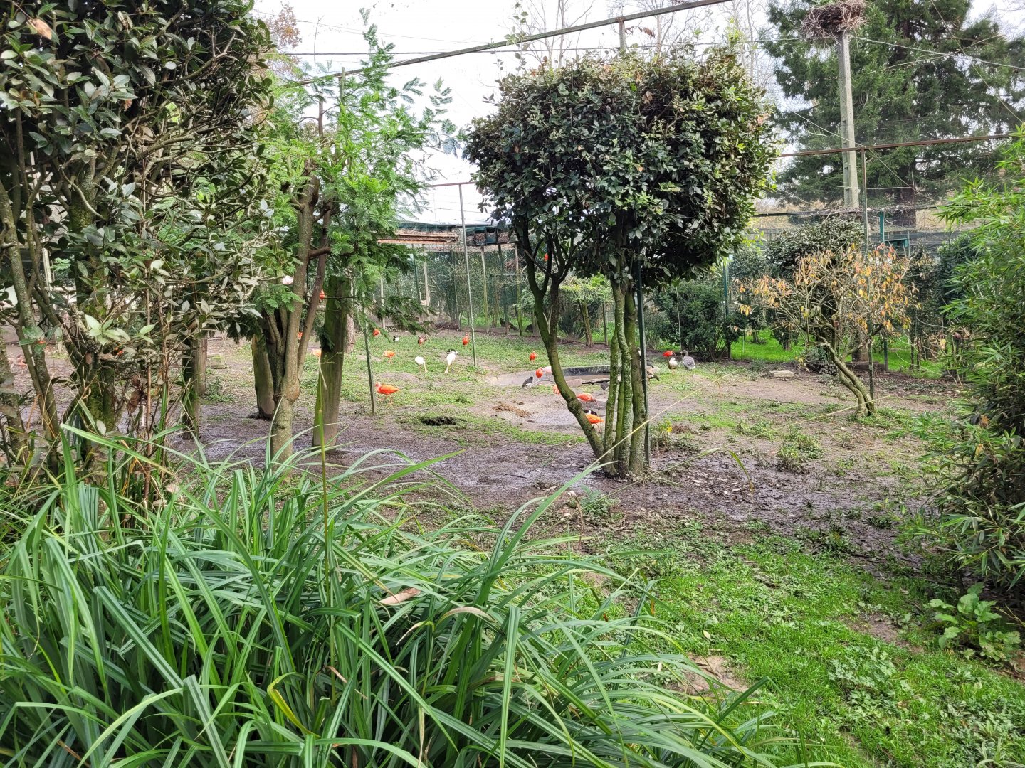 Walkthrough Aviary #3 -Zoo de Santillana del Mar (2023)