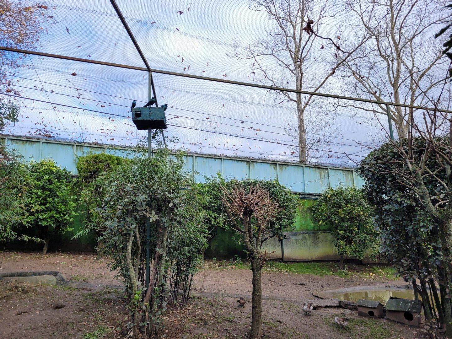Walkthrough Aviary #5 -Zoo de Santillana del Mar (2023)