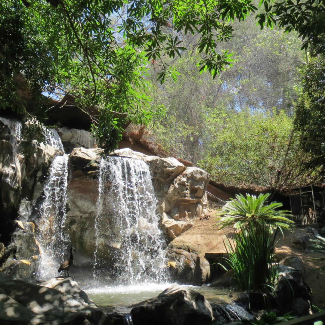 Walkthrough Aviary - 8 species