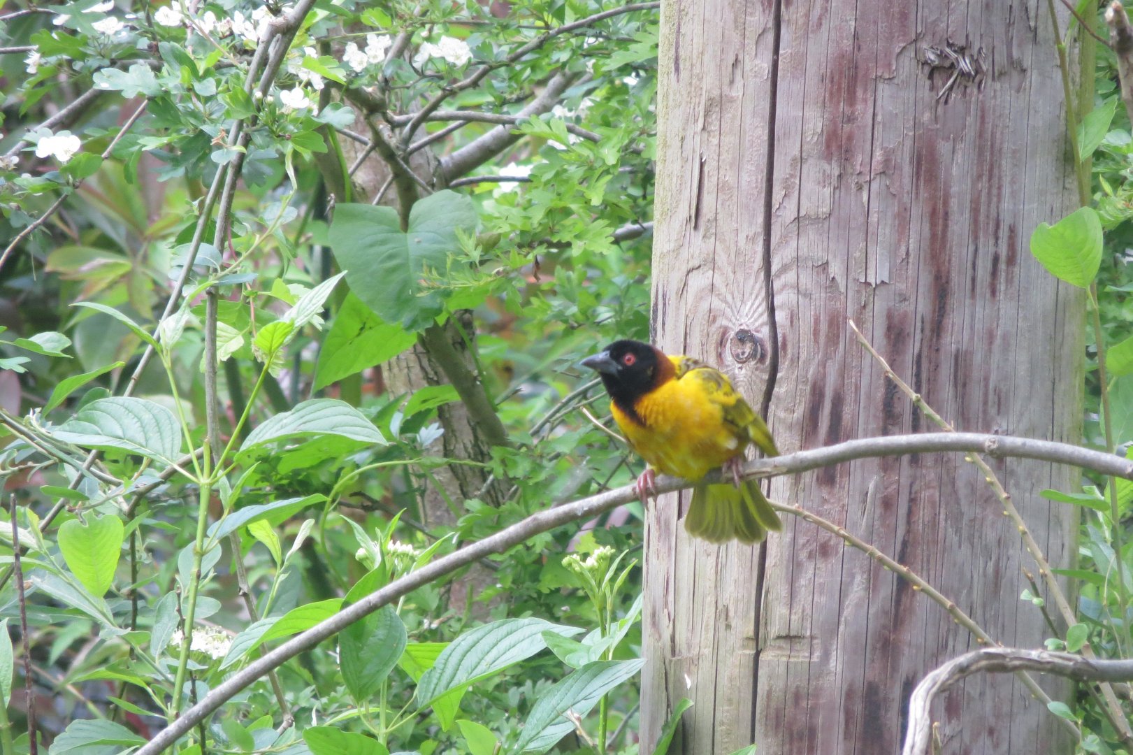 Walkthrough aviary - Abyssinian village weaver 110519