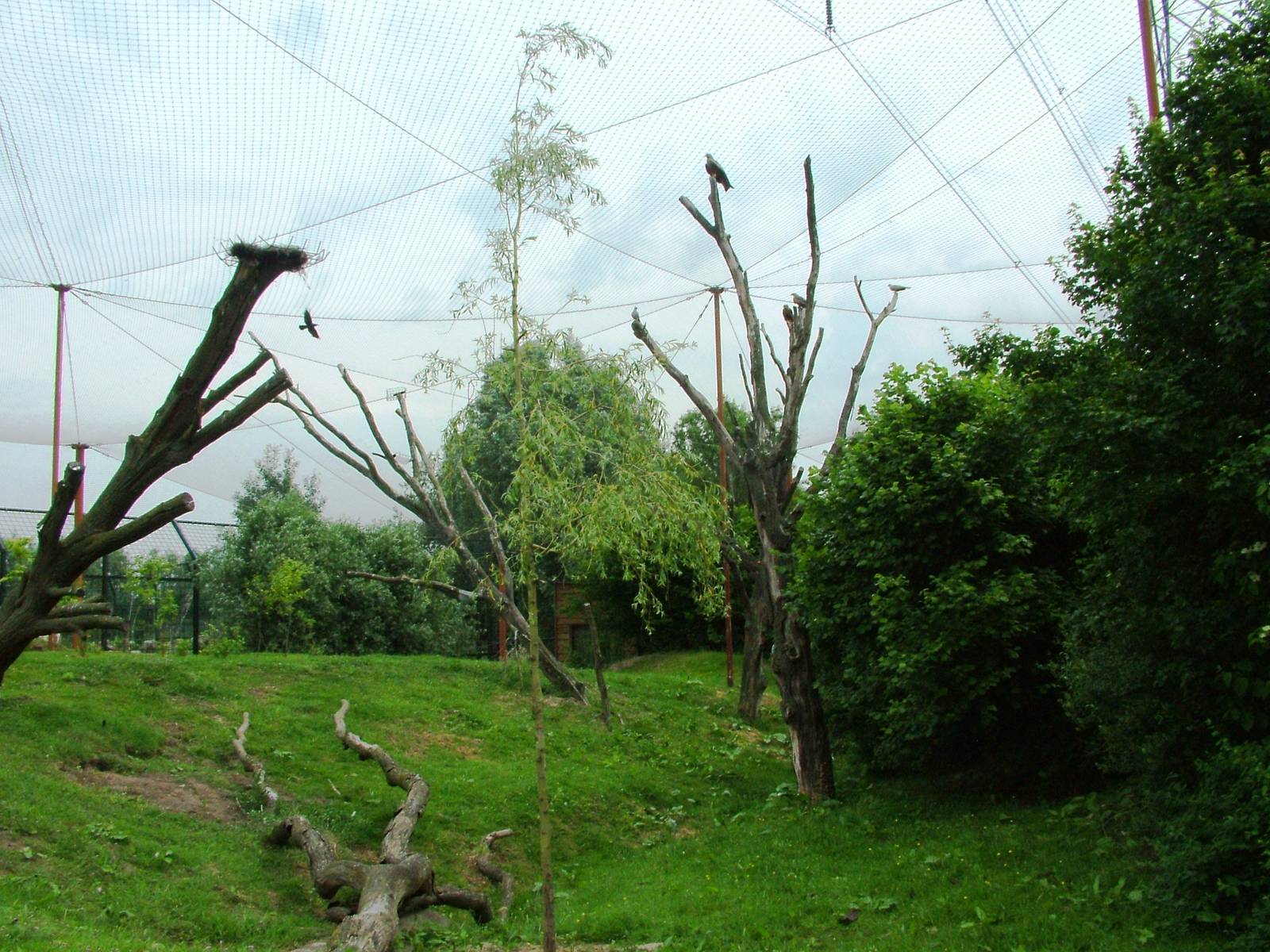 Walkthrough Aviary at Dierenrijk, 31/05/12