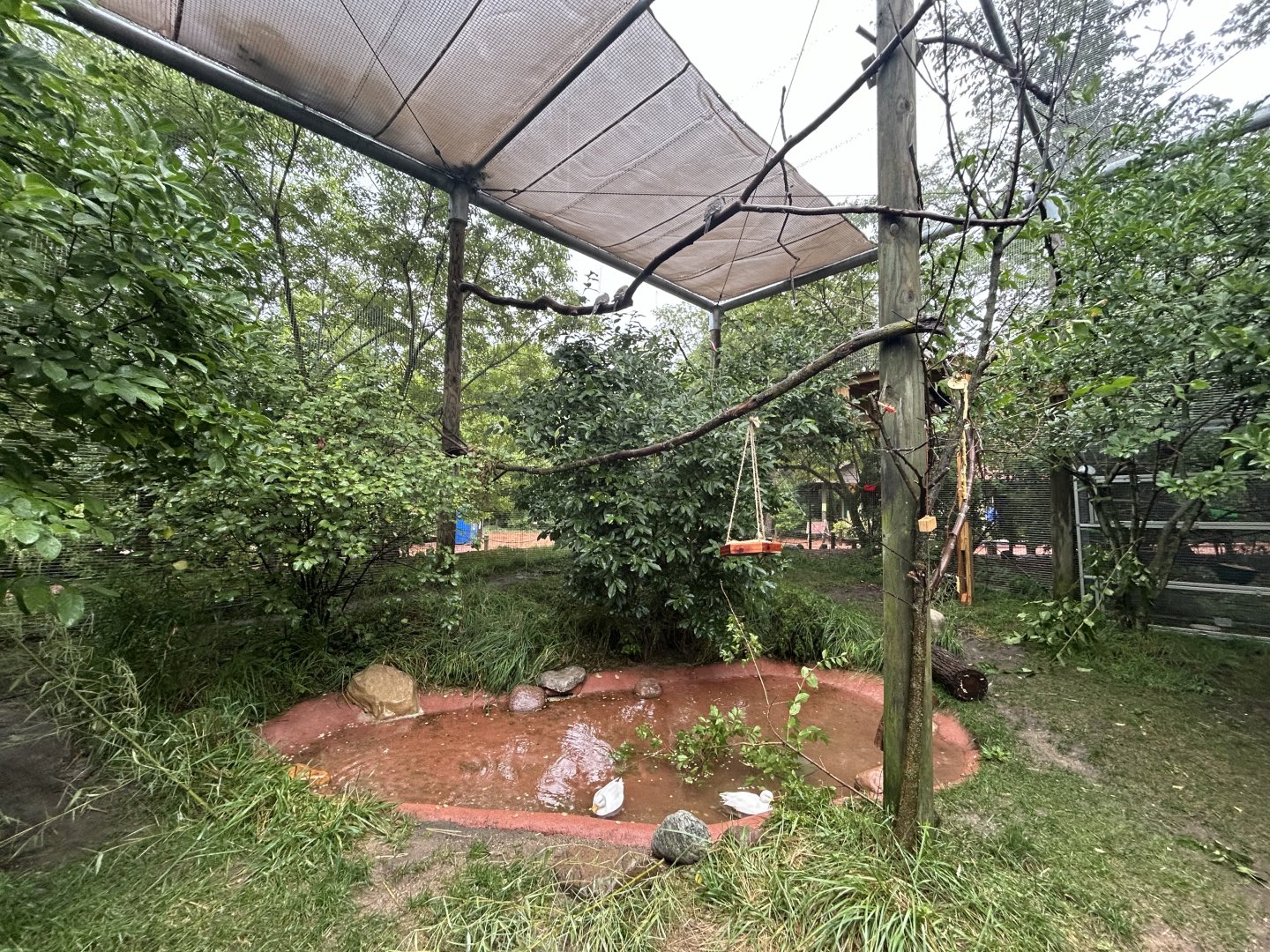 Walkthrough Aviary - Australian Adventure