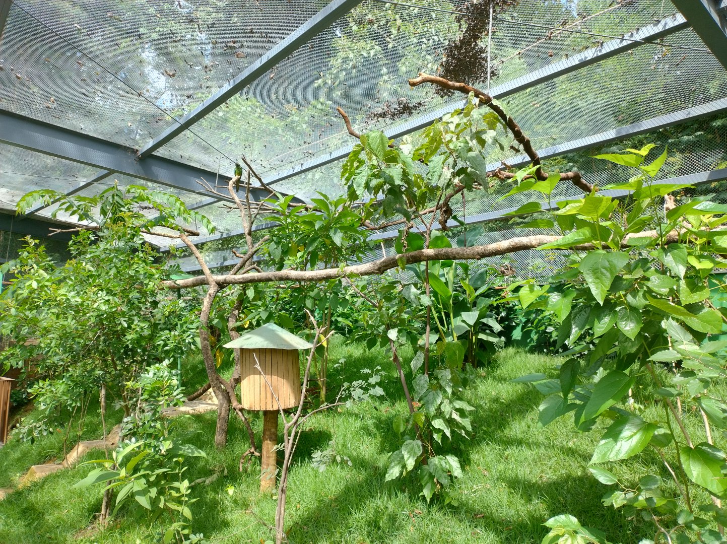 Walkthrough aviary - Belo Horizonte zoo