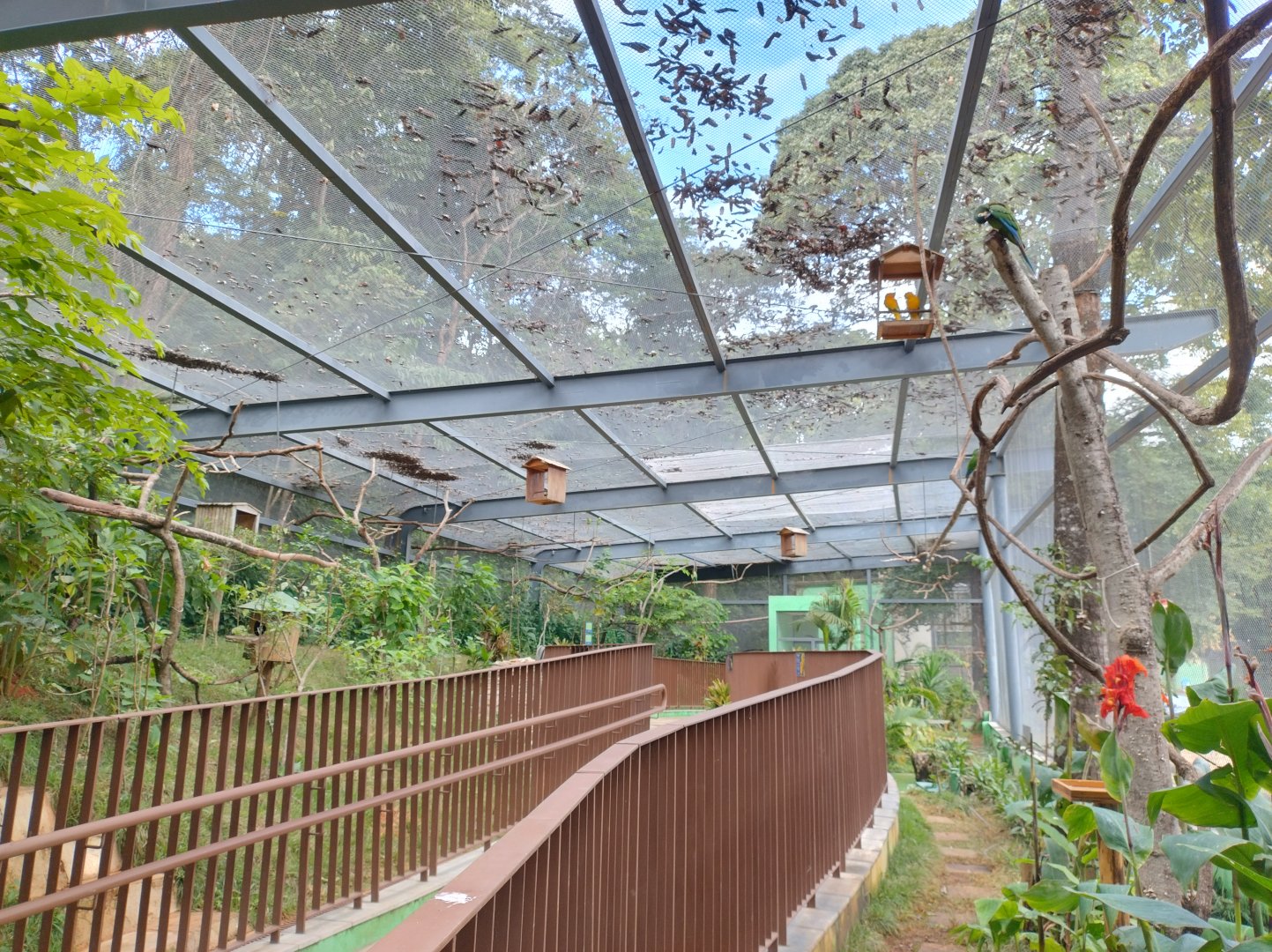 Walkthrough aviary - Belo Horizonte zoo