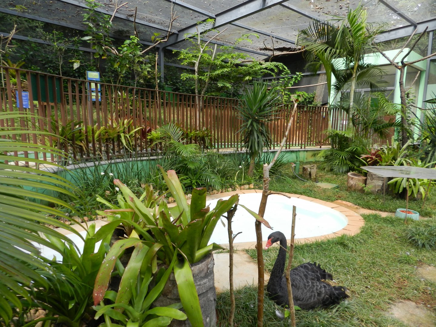 Walkthrough aviary - Belo Horizonte zoo