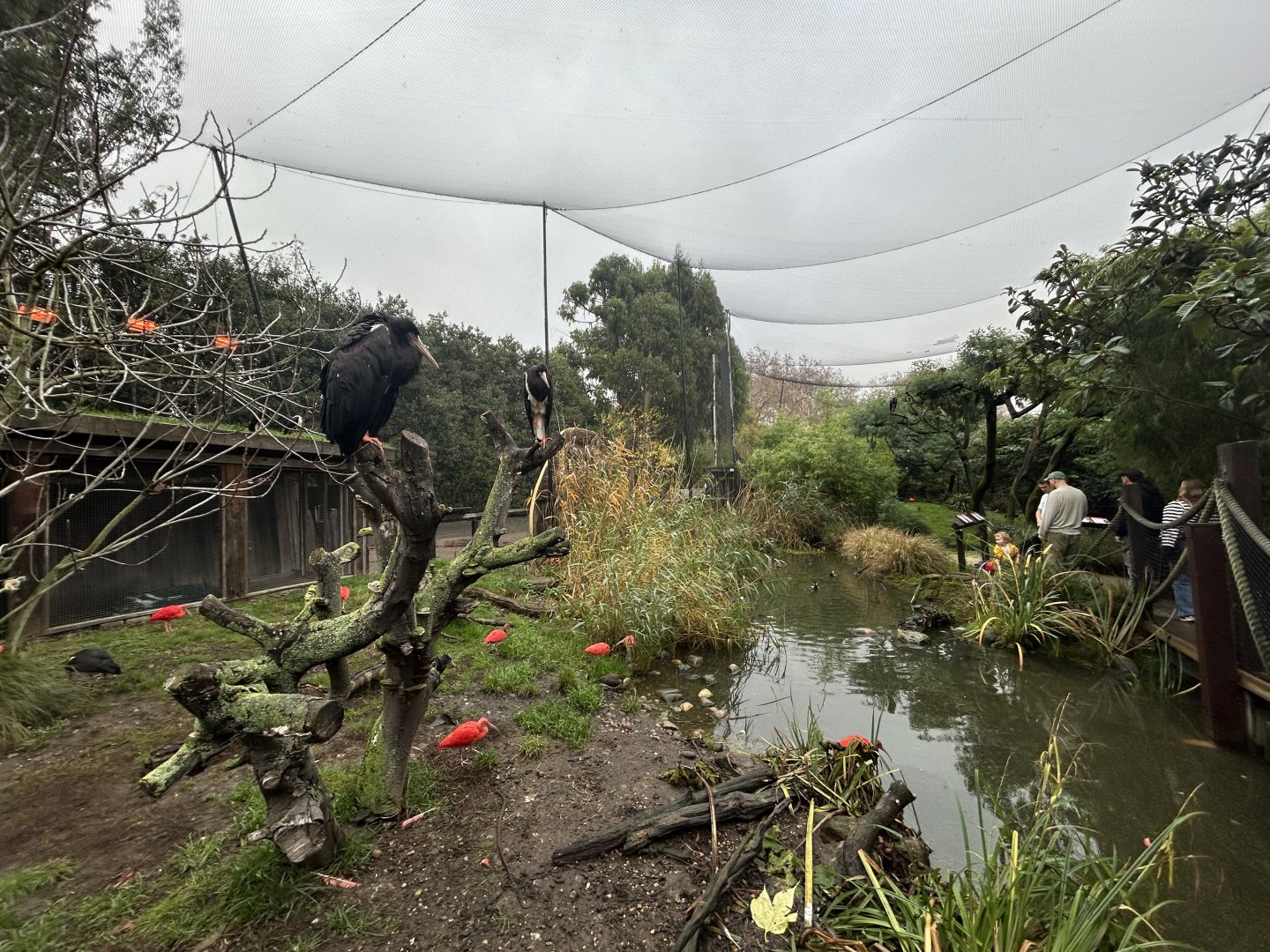 Walkthrough Aviary (Bird Safari)