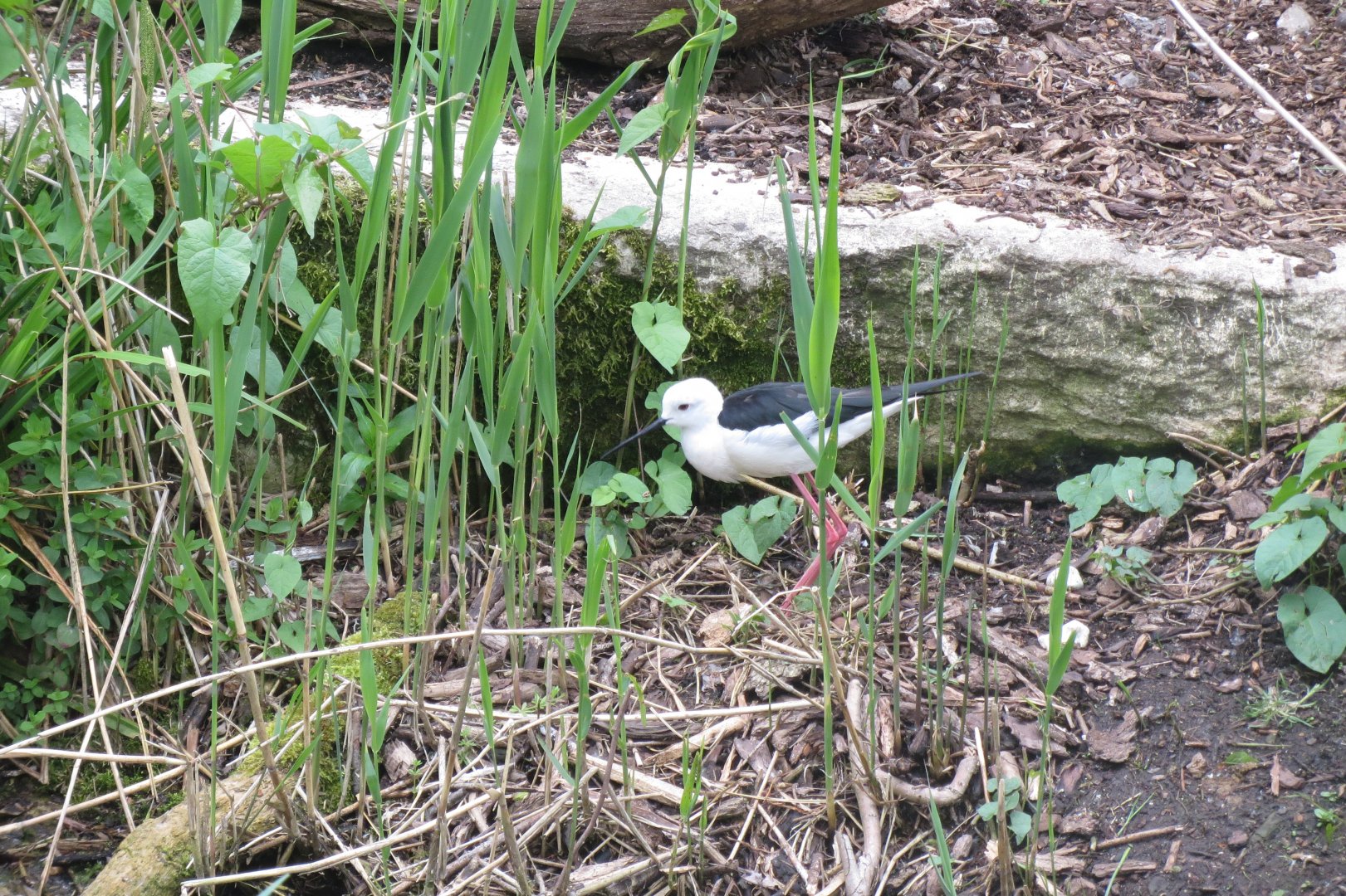 Walkthrough aviary - Black-winged stilt 110519