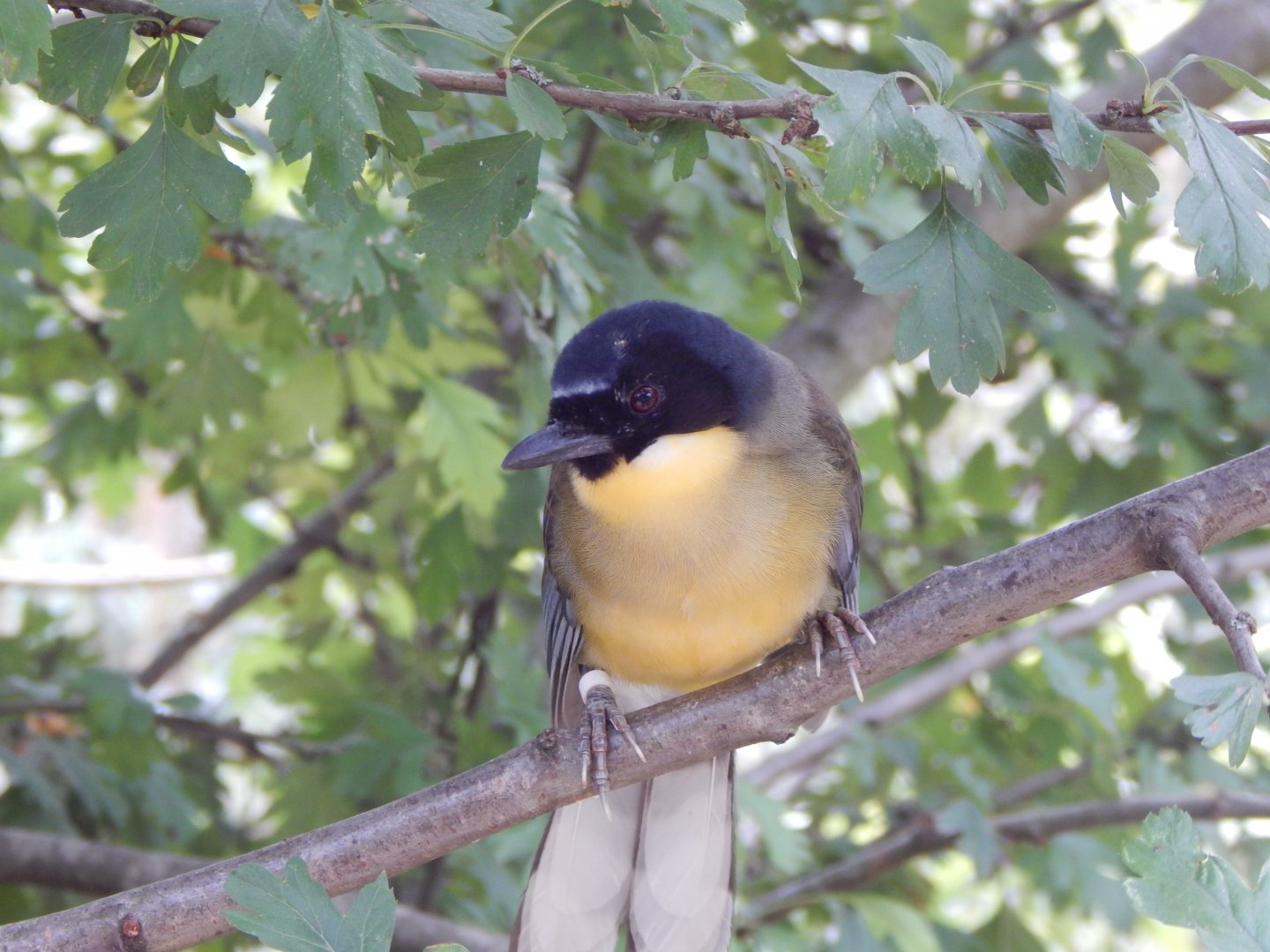 Walkthrough Aviary - Blue-crowned laughingthrush 040822
