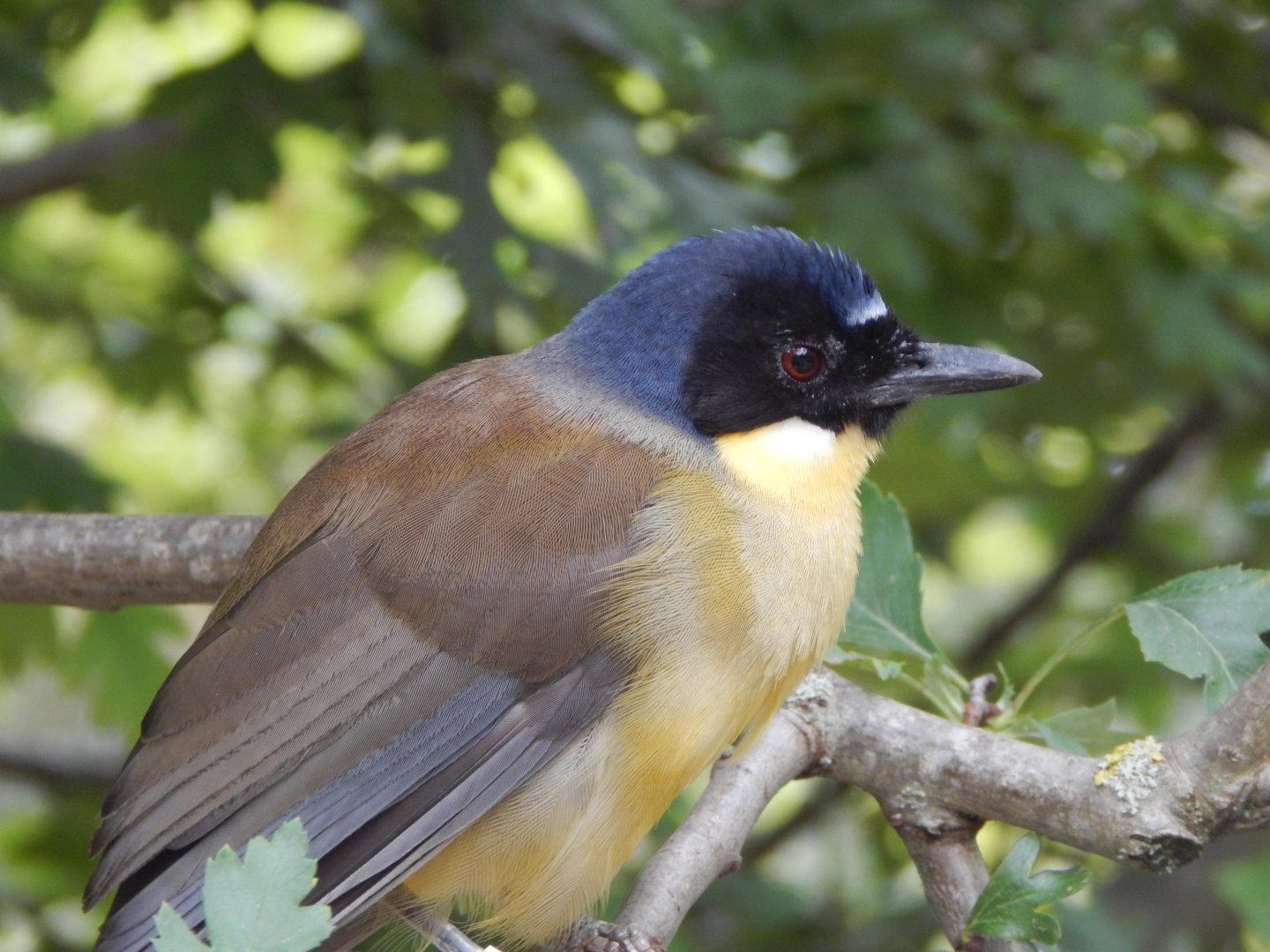Walkthrough Aviary - Blue-crowned laughingthrush 040822