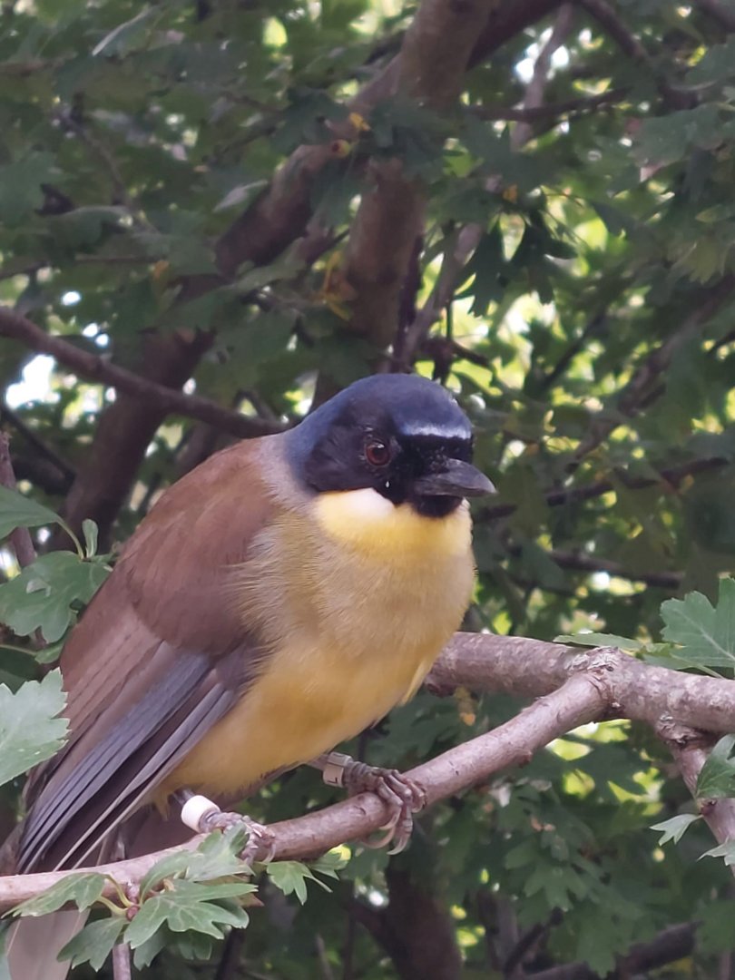 Walkthrough Aviary - Blue-crowned laughingthrush 040822
