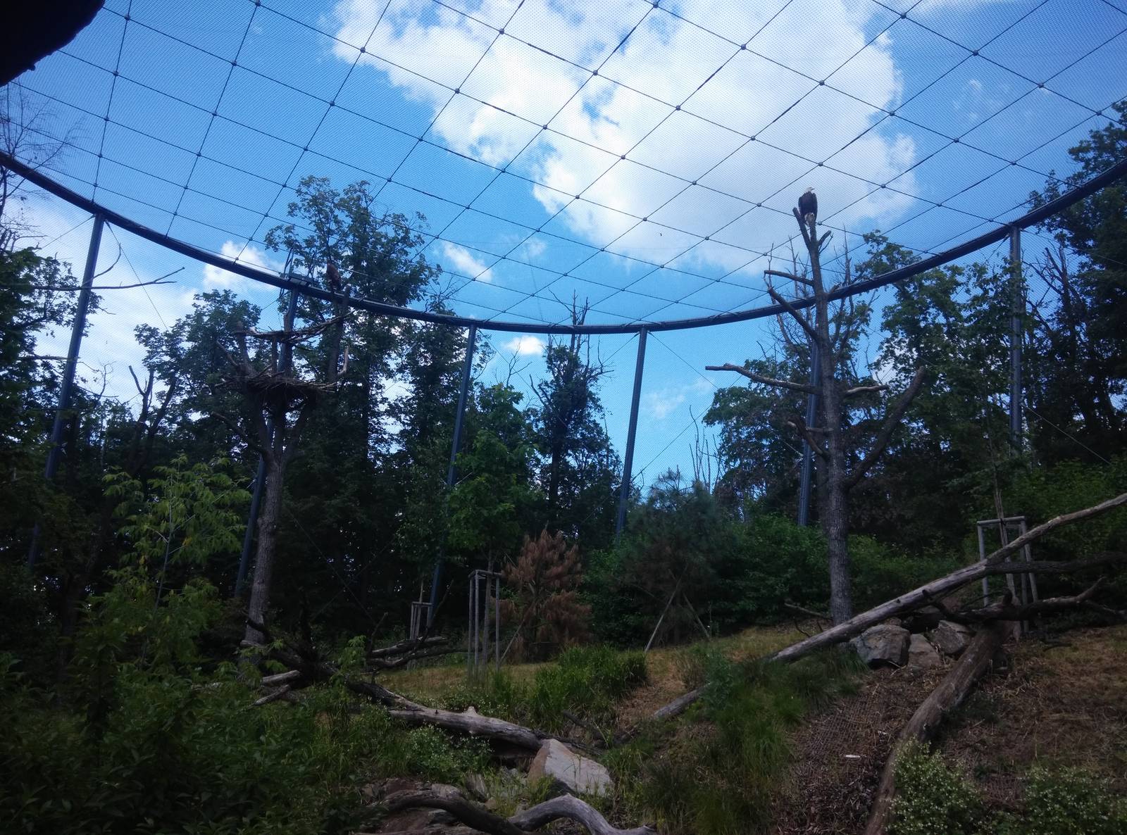 Walkthrough aviary for Bald Eagles