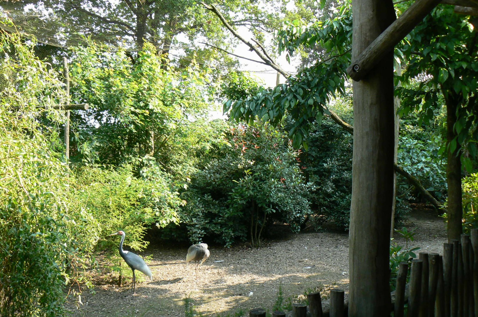 Walkthrough aviary for white-naped cranes, temminck's tragopans and brahminy kites