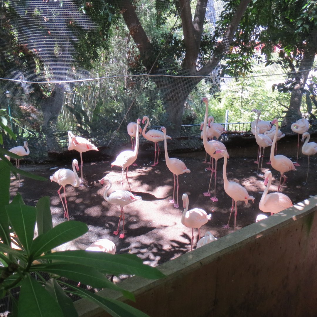 Walkthrough Aviary - Greater Flamingos