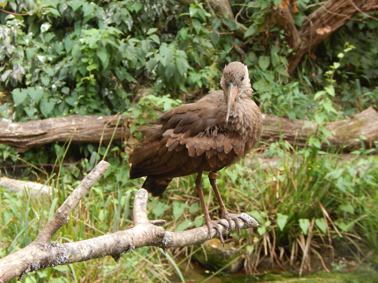 Walkthrough Aviary - Hamerkop 040822
