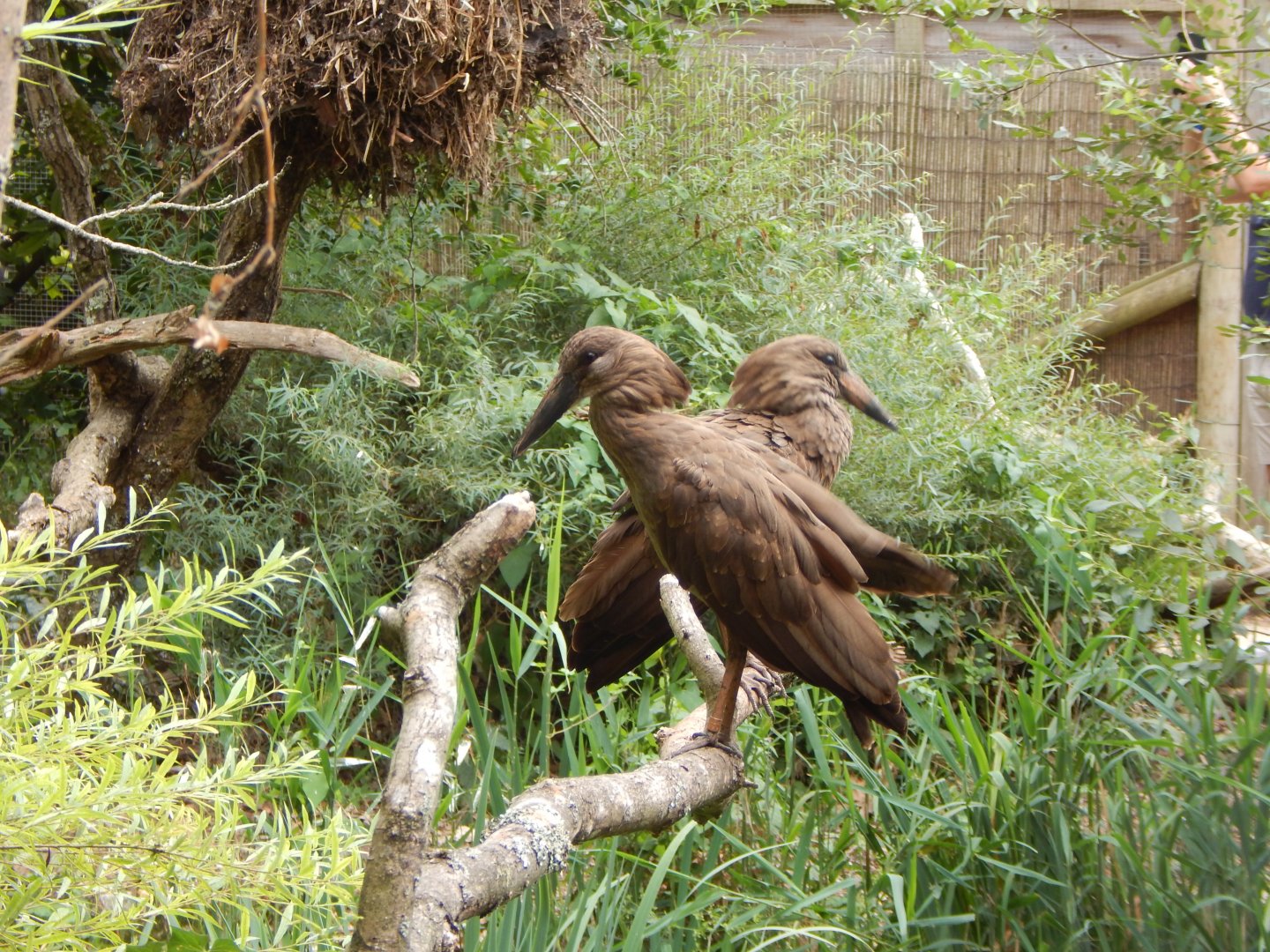 Walkthrough Aviary - Hamerkops 040822