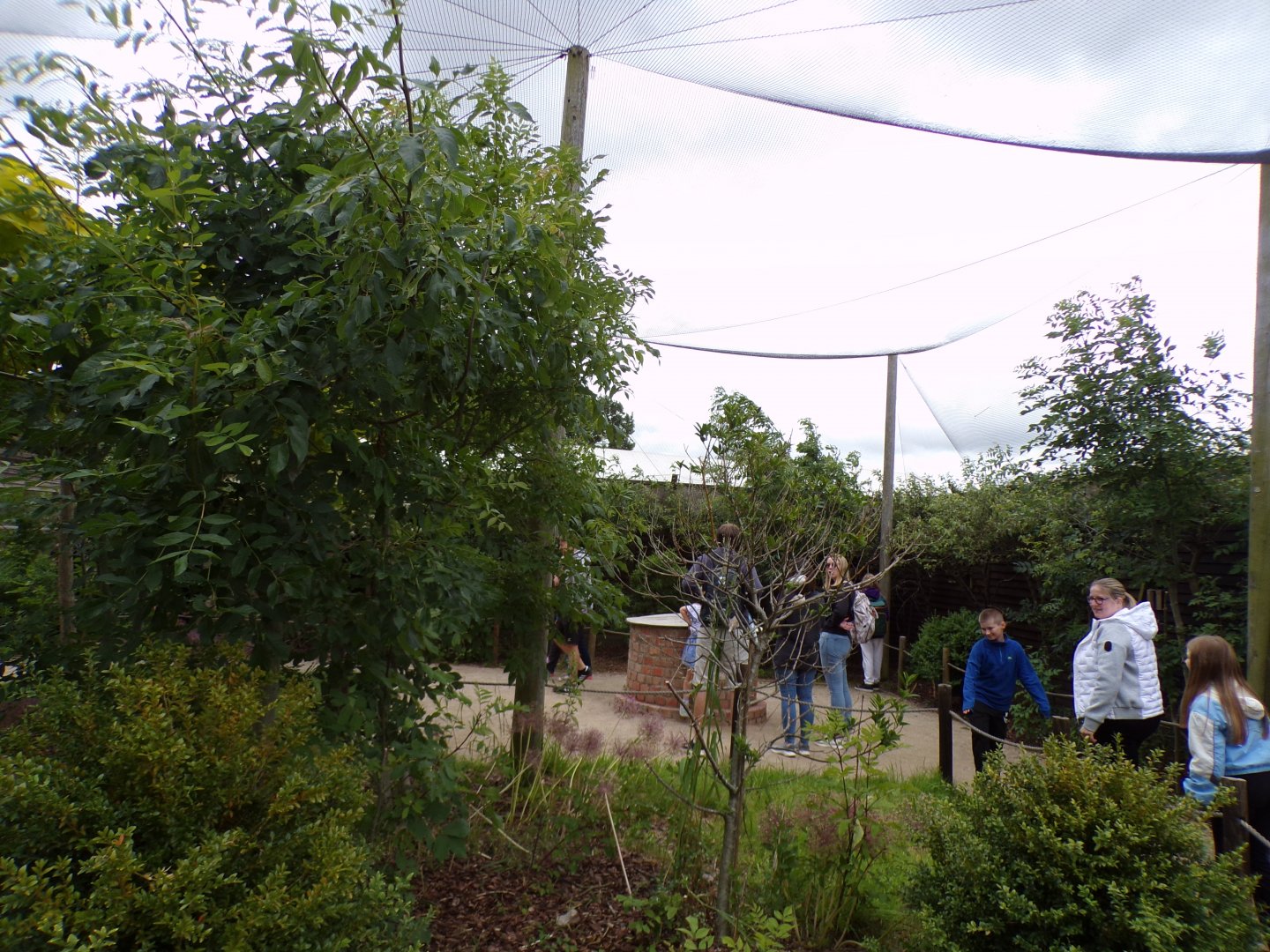 Walkthrough aviary housing Bengalese and Zebra finches 7.7.24