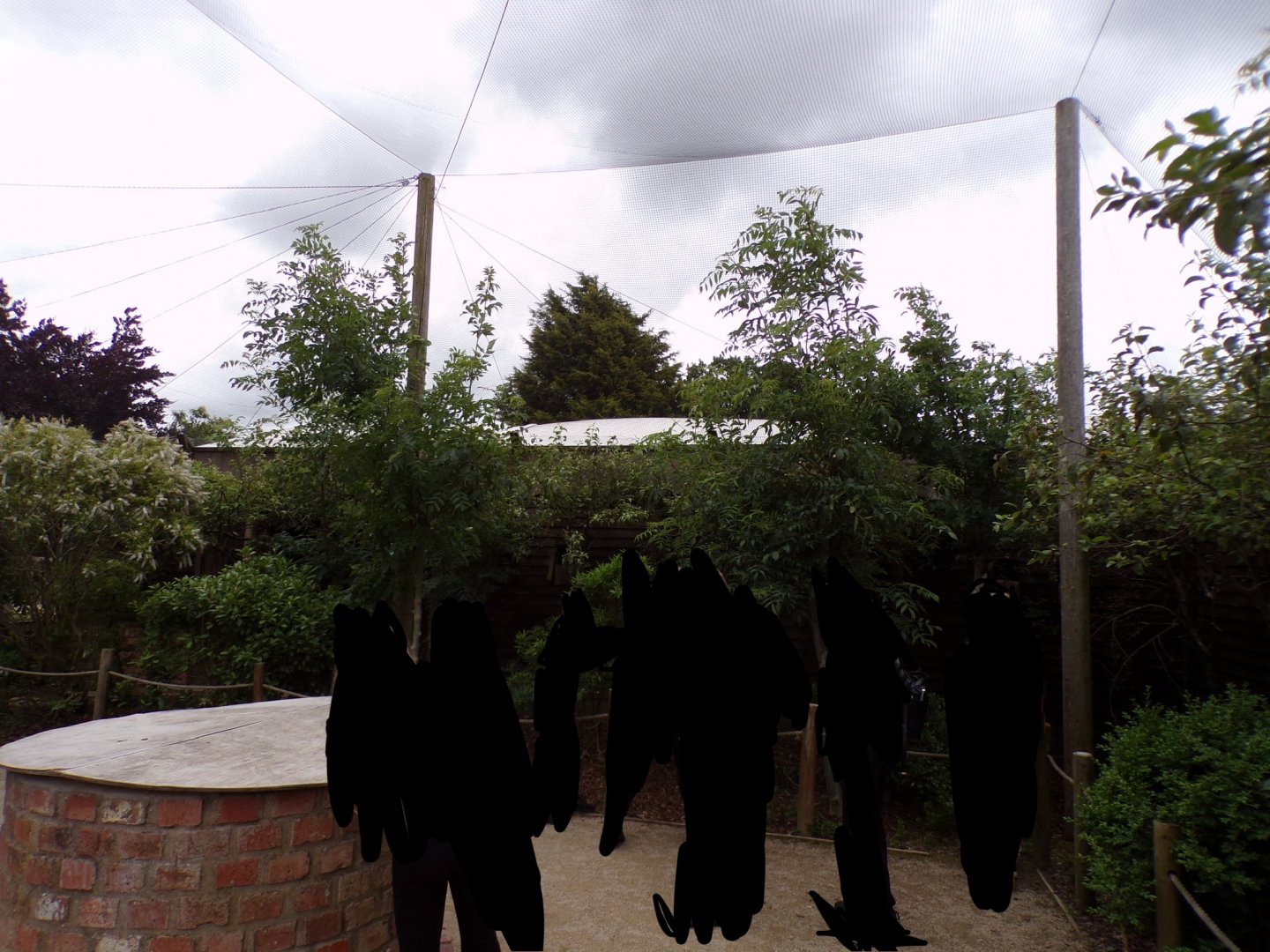 Walkthrough aviary housing Bengalese and Zebra finches 7.7.24