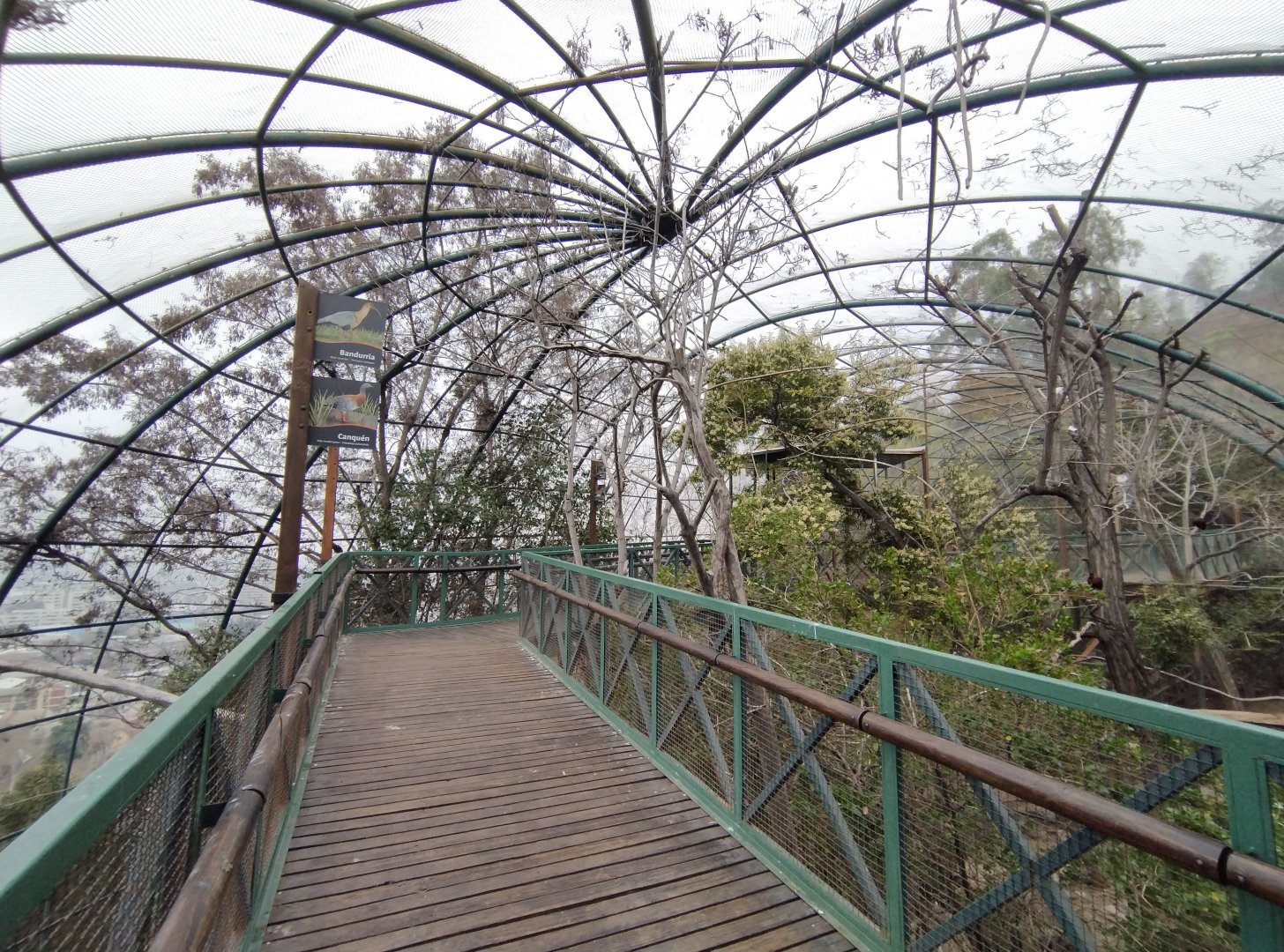 Walkthrough aviary I - Santiago zoo (Zoologico nacional)